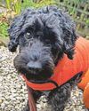 Woman who let Cockapoo repeatedly run away jailed3