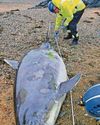 Dolphin corpse washes up on island beach12