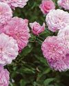 NOW IS THE TIME TO PAY ATTENTION TO BLOOMING ROSES ON YOUR PATCH19