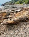 Carcass baffles beachgoers but sea zoo has solution12