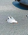 Maimed seagulls strewn across roads as brutal ‘trend’ emerges Maimed seagulls strewn across roads as brutal ‘trend’ emerges13