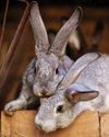 Fears over wild rabbit virus risk Fears over wild rabbit virus risk17