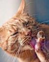My cat might have hay fever17