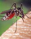 Extra precautions as West Nile virus found in mosquitoes in Notts2