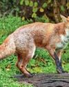 Can I prevent fox attacks?20