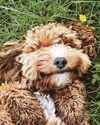 Could womb risk kill dog?17