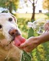 Beware heat stroke danger of a hot dog15