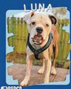 We're urgently seeking loving homes for dogs in need18
