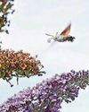 Hummingbird Hawkmoths are hovering magic delight10