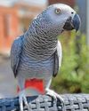 Frank's heartfelt plea after beloved parrot flies away2