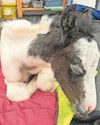 Abandoned foal needs funds for a fighting chance13