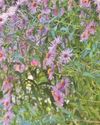 IT ASTER BE AUTUMN IT ASTER BE AUTUMN23