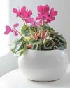 All hail the houseplant All hail the houseplant23