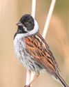 SEED SPIKES RIPPED OPEN SHOW A HEALTHY BUNTING POPULATION31