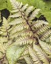 The fern favourites31