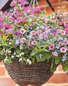 Baskets bring some serious kerb appeal Baskets bring some serious kerb appeal26