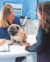 Top tips on how to keep your vet bills affordable Top tips on how to keep your vet bills affordable24