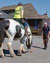 Picking up the scent with UK's only sniffer horses Picking up the scent with UK's only sniffer horses4