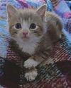 Cats crisis leaves kittens in need Cats crisis leaves kittens in need0