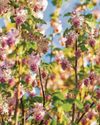 Currant affairs Currant affairs