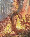 Call to parents as country park fire ‘likely due to arson’ Call to parents as country park fire ‘likely due to arson’