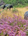 Fix the Planning Bill so nature doesn't pay the price Fix the Planning Bill so nature doesn't pay the price