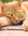 How can we spot cat flu? How can we spot cat flu?