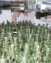 Drug farming pair likely to be deported after jail spell Drug farming pair likely to be deported after jail spell
