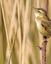 May's musical, magical, wildlife spectacle May's musical, magical, wildlife spectacle