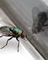 Window of opportunity to learn truth about those pesky flies Window of opportunity to learn truth about those pesky flies