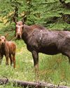 Hopes European elk can help to restore lost wildlife habitats Hopes European elk can help to restore lost wildlife habitats