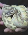 Man starved pet snake and kept dogs in crates in 'appalling conditions'3