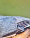 Going nuts for noisy birdsong25