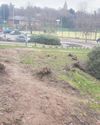 Forest rec clearance work carried out to remove ‘invasive' plant species12