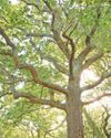 Sherwood Forest a natural wonder worth celebrating22