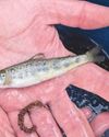 Salmon catch 'testament to conservation work on the River Trent'1