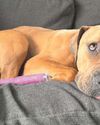 Police accused of 'lack of care' after pet dog's tail has to be amputated Police accused of 'lack of care' after pet dog's tail has to be amputated6