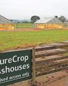 Nottingham researchers leading field to develop drought-tolerant rice Nottingham researchers leading field to develop drought-tolerant rice3