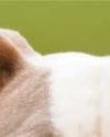 Woman blames lack of cash for not registering her XL bully dog Woman blames lack of cash for not registering her XL bully dog