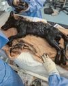 'Miracle' rescue of fox trapped in oil-filled pit in city 'Miracle' rescue of fox trapped in oil-filled pit in city