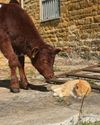Mooving story as Stu and Ginge become unlikely friends Mooving story as Stu and Ginge become unlikely friends