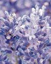 Scientists explore links to bee decline and air pollution Scientists explore links to bee decline and air pollution
