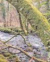 Few aware rare rainforest habitat can be found in UK27
