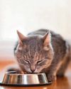 Cat's thyroid is overactive20