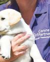 Plea for puppy trainers6
