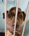 Animal cruelty cases up 10% in one year22