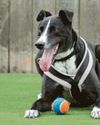 New home would be just ace for tennis-ball fan Betty Spaghetti!20