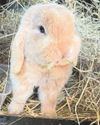 Pets died in blazing barn after car crash Pets died in blazing barn after car crash3