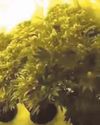 £70k drugs grow discovered £70k drugs grow discovered7
