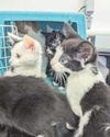 Hundreds of animals abandoned this year Hundreds of animals abandoned this year15